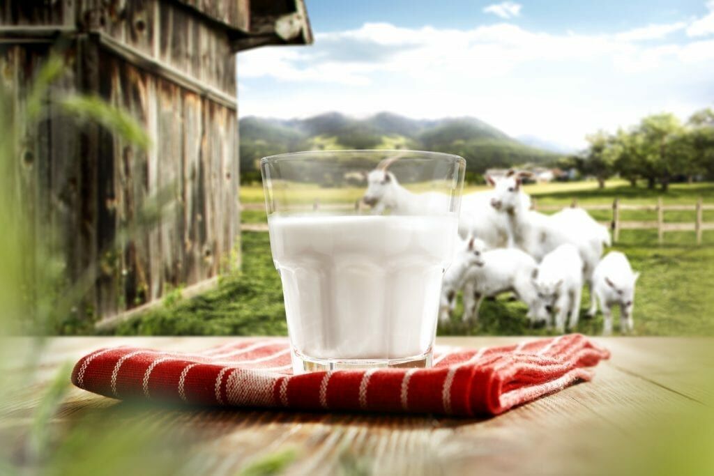 Keçi Sütü 3 Litre (Yağı Alınmamış, İşlem Görmemiş)